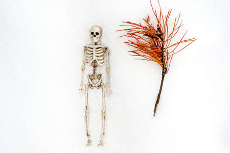 the human skeleton lies in the snow next to a dry pine branch. dead branch and manの写真素材