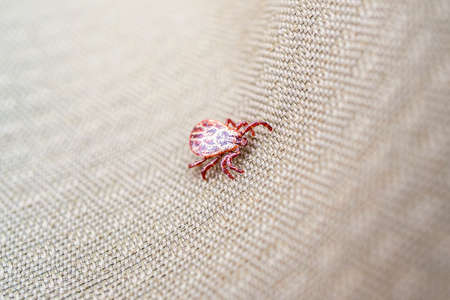 Ixodes tick on the tissue surface, a dangerous insect of red color
