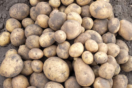 dirty unwashed dug potatoes on the fieldの写真素材