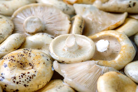 white mushrooms of the genus lactarius in large quantities. preparation for salting for the winter...