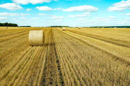 rolls of dry hay on a field on a summer day blue sky with light clouds. livestock feed preparation