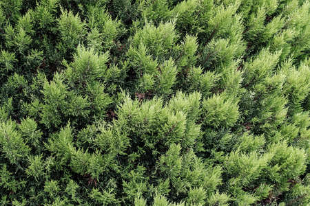 Green leaves wall texture of tropical forest plant, under bright day sun