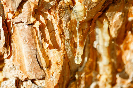 fresh resin droplet hanging on a tree trunk. pine resin