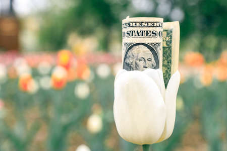 money inside a flower growing in the park. flower businessの写真素材