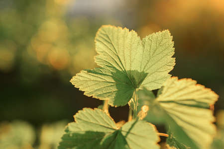 close-up of a currant leaf in the backlight. morning in the garden