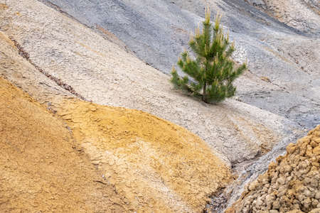 pine growing on the slope of a clay pit, soil of different colors. shades of soil and wood