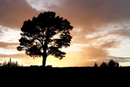 Silhouette of a lonely pine tree at sunsetの写真素材