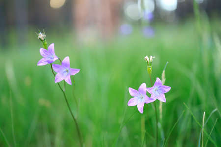 small lilac flowers on the field in spring. wildflowers in green grass close-upの写真素材