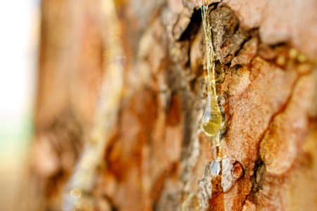 resin on pine trunk background out of focus, close-up of liquid amber resin