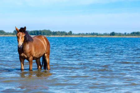 the horse stands in the water and looks into the frame. background skyline, the other side of the lakeの写真素材