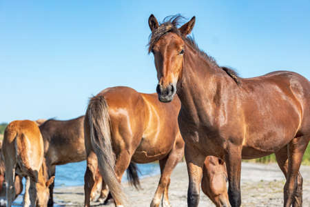 the horse looks closely into the frame, the background of the body of other horses. brown horse right side frameの写真素材