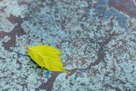 green leaf of a tree lying on a blue dirty surface. abstract image of green on blueの写真素材