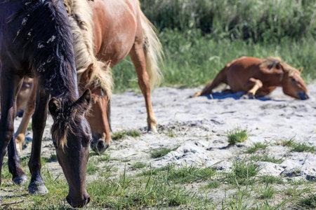 horses in the foreground out of focus looking for food, in the background a horse is resting lyingの写真素材