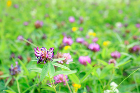clover flowers in a meadow with green grass. forest grass and clover flowersの写真素材