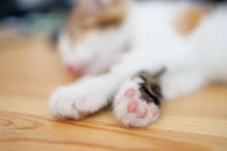 light cat sleeping muzzle out of focus paws in the foreground. sleeping cat pawsの写真素材