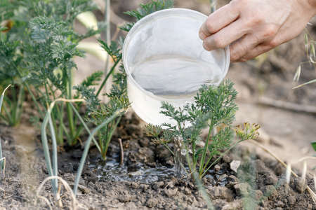 the hand holds a plastic container from which water is poured onto the sprouts. watering plants in your own gardenの写真素材