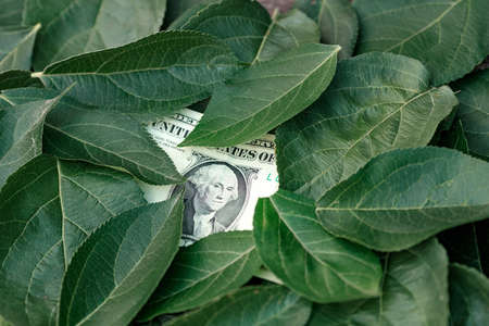 there is one dollar among the green leaves of the tree. ecology and financeの写真素材