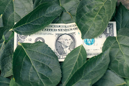 one dollar and tree leaves on the surface. the concept of costs for respect for natureの写真素材