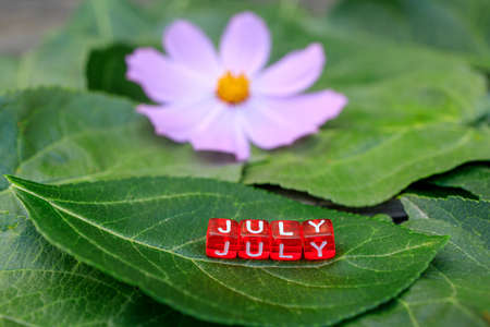 red cubes that make up the word July are on a green sheet. back ofn lilac flower, summer mood