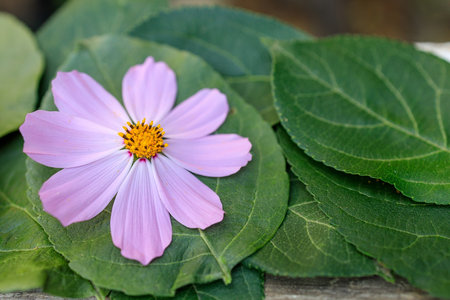 kosmeya flower is on green leaves of a tree top view. beautiful close-up of flower and leavesの写真素材