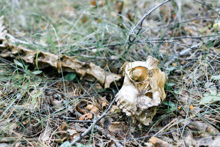 the skeleton of a roe deer lies on the ground in the forest among the grass, what remains of a wild animal is threatened with extinctionの写真素材