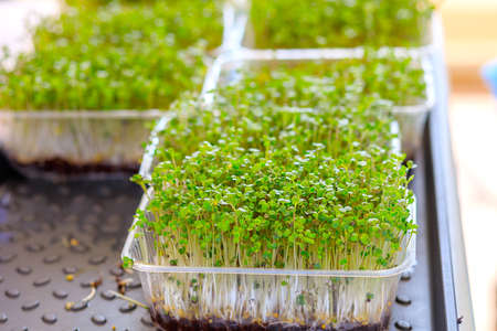young shoots of plants in a plastic container. healthy food is grown at home