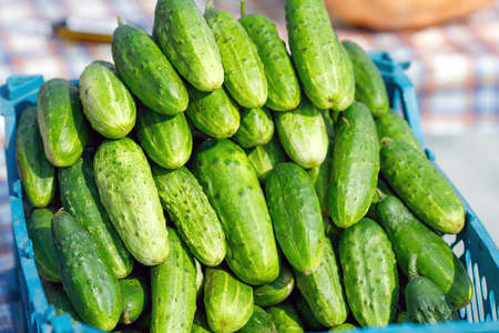 fresh cucumbers grown at home without the use of harmful substances. selling cucumbers at the fairの写真素材