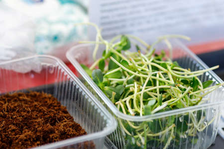 green plant sprouts with petals are a source of protein. growing food of the future
