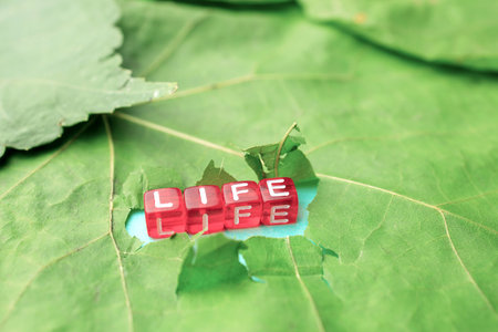 life is assembled from letters on cubes, the inscription broke through the leaf of the tree. life once again took its beginningの写真素材
