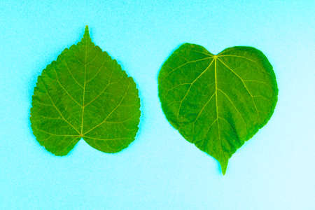 two green leaves of a tree lying on a turquoise surface, pointing in opposite directions. two...