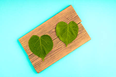 two two old boards are two large leaves of a tree, the background is turquoise