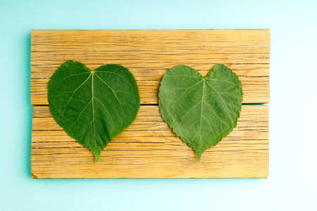 two leaves of a tree close-up on old boards, herbarium on boards