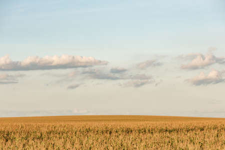 field with ripe corn over a blue sky field. natural growth of the productの写真素材