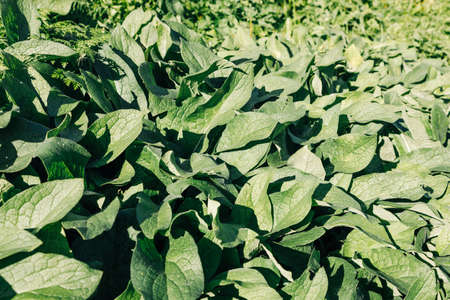 green grass with large burdocks under the bright sun. natural view of green grass with large leaves