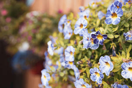 close-up of small blue flowers used in the decoration of the fence. many small flowersの写真素材