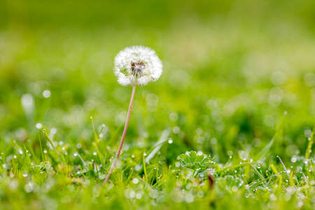 white dandelion on the background of a green glade, selective focus foregroundの写真素材