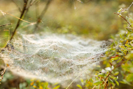 small cobweb in a horizontal position among the blades of grass in the morning.の写真素材