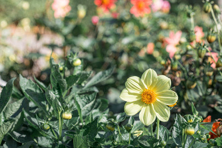 light yellow flower on a blurred background of green grass and bushes. bright sun close-up of a flowerの写真素材