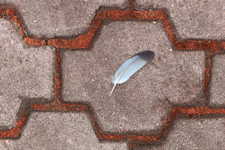 light feather lying on an old stone paving slab. stone and bird featherの写真素材
