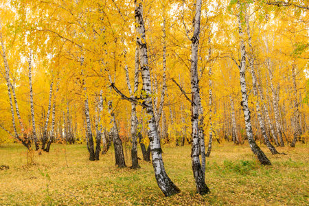 autumn birch forest yellow leaves on the ground and on trees. autumn in a birch groveの写真素材