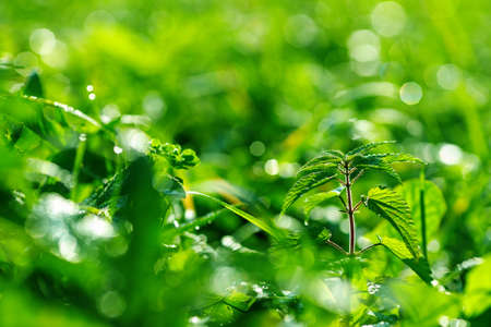 bright green color of grass on a field selective focus of a morning glade with nettles. morning on the fieldの写真素材