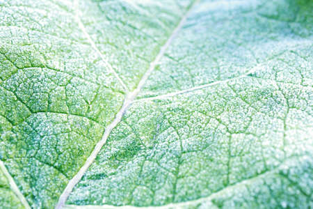 frozen green leaf with veins covered with frost. selective focus out of focus