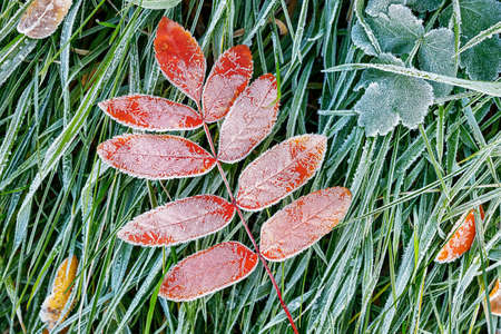 a red rowan leaf with ice crystals on it, the first frost on the grass and leaf. fallen autumn leaf...