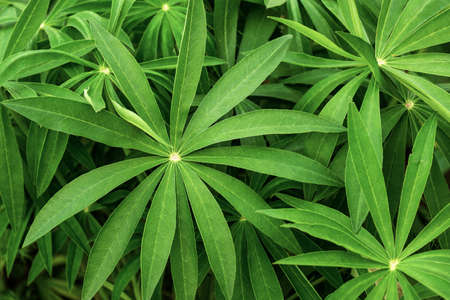 green leaves of lupine in the form of a palm tree with thin leaves growing in different directions...