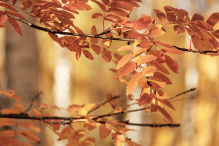 autumn red rowan branches on the foreground, background blurred autumn forestの写真素材