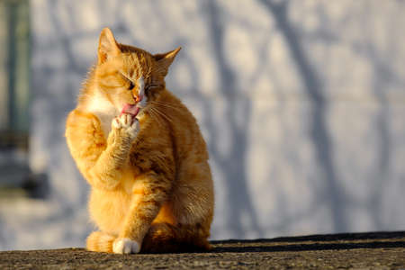 a ginger cat licks its front paw with its tongue out. ginger cat is washed outdoors outdoors