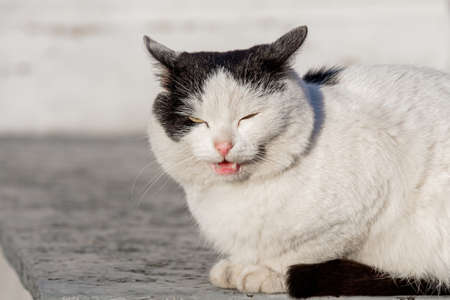 screaming street cat displeased face. angry street cat