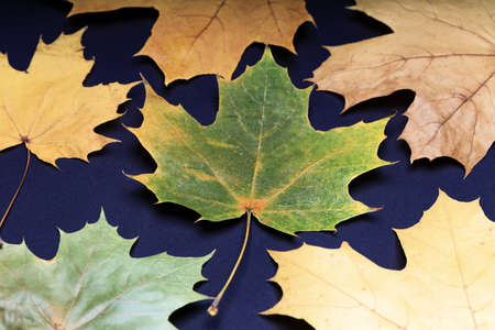 there is an autumn maple leaf on dark paper. leaf on dark backgroundの写真素材