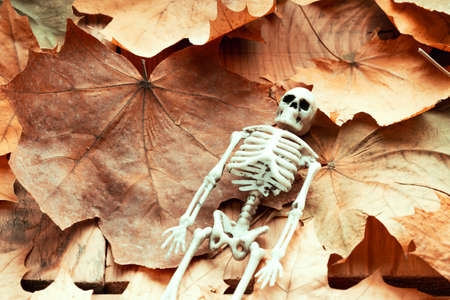 human skeleton on a background of bright autumn leaves, halloween minimalismの写真素材