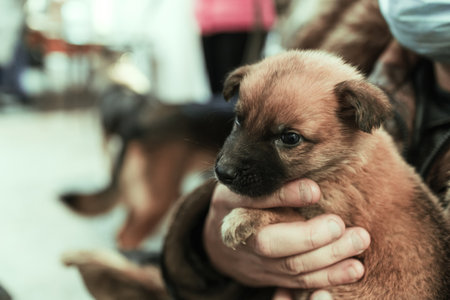 old hands of a working man are holding a little cute puppy. old age and tendernessの写真素材